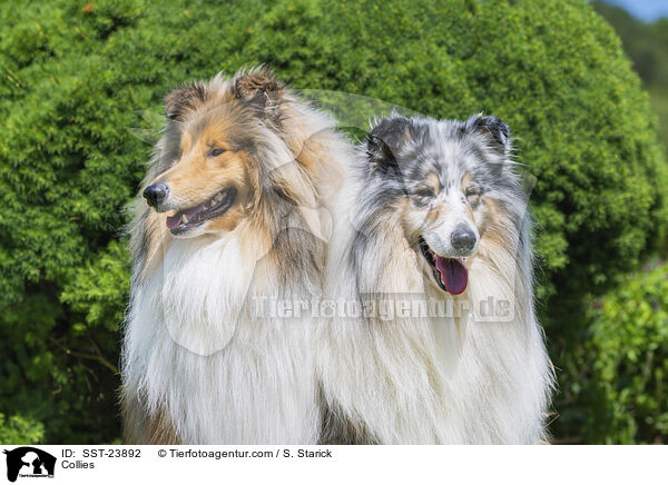 Collies / SST-23892