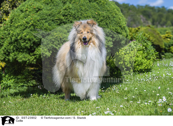 Collie / Collie / SST-23902