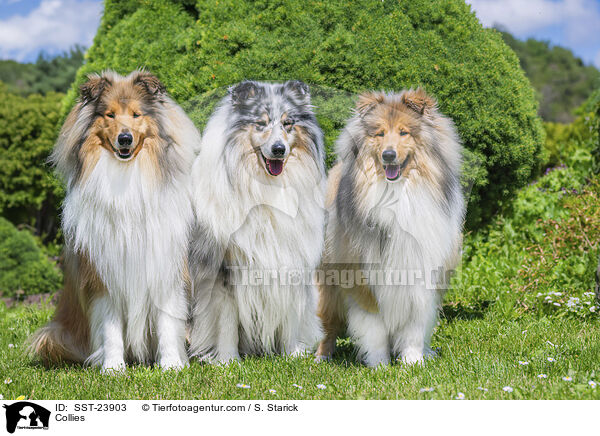 Collies / Collies / SST-23903