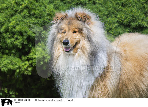 Collie / Collie / SST-23908
