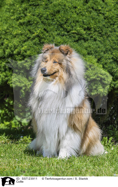 Collie / SST-23911