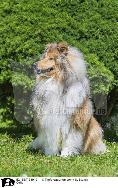 Collie / SST-23912