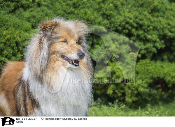 Collie / SST-23927