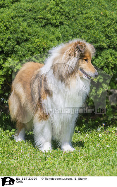 Collie / SST-23929