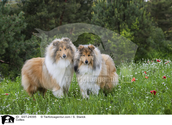 Collies / Collies / SST-24095