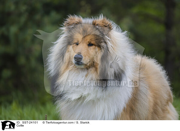 Collie / SST-24101