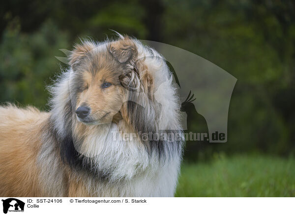 Collie / Collie / SST-24106