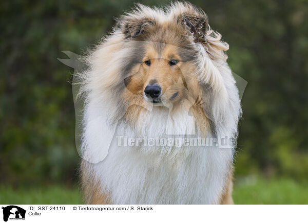 Collie / Collie / SST-24110