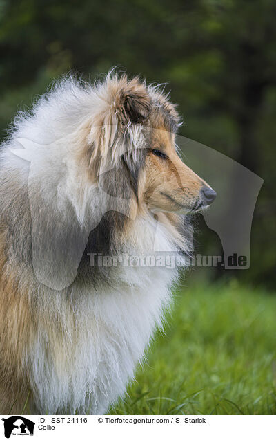 Collie / SST-24116