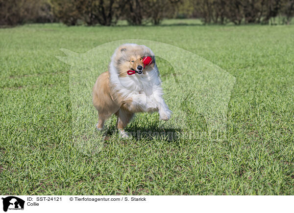 Collie / Collie / SST-24121