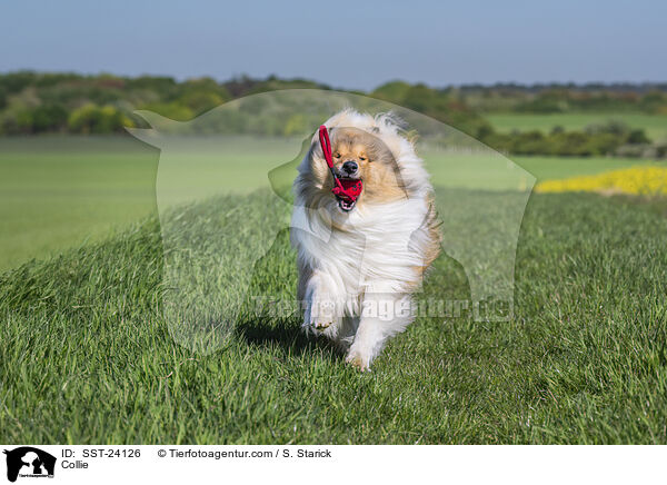 Collie / Collie / SST-24126