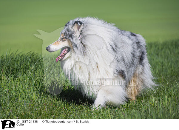 Collie / SST-24138