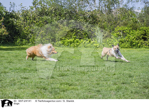 Hunde / dogs / SST-24141