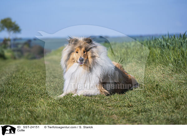 Collie / SST-24151
