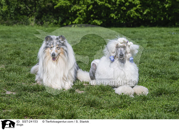 dogs / SST-24153