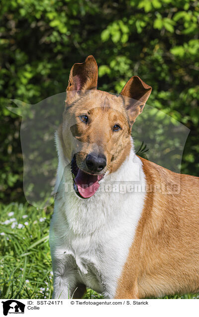 Collie / SST-24171