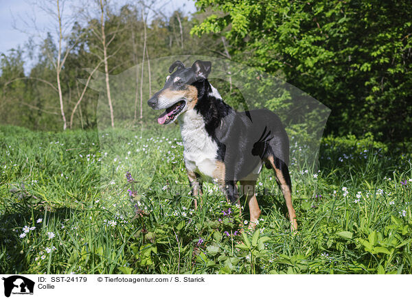 Collie / Collie / SST-24179