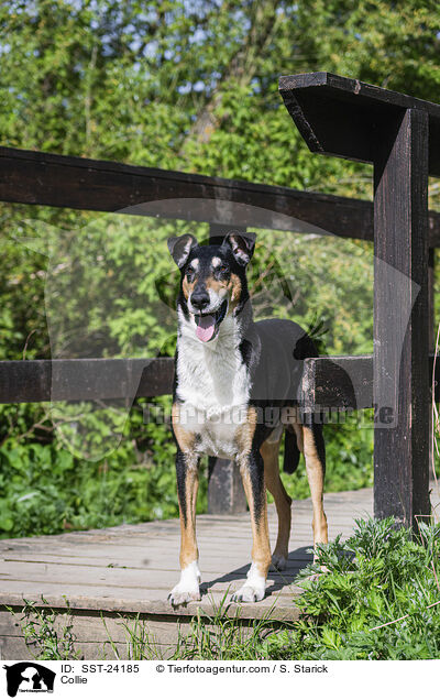 Collie / Collie / SST-24185