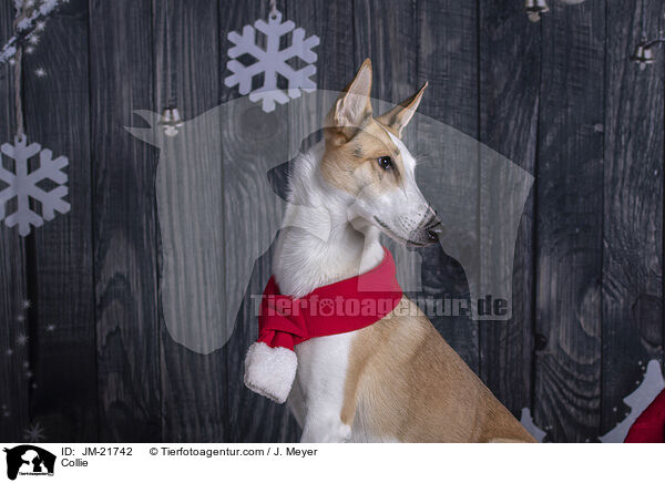 Collie / Collie / JM-21742