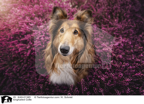 Langhaarcollie / longhaired Collie / KAS-01385