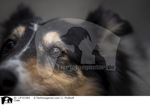 Collie / Collie / LP-01264