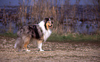 standing Collie