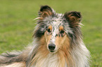 Blue Merle Collie Portrait