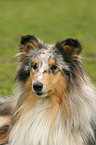 Blue Merle Collie Portrait