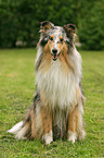 sitting Blue Merle Collie