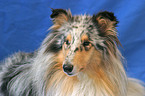 Blue Merle Collie Portrait