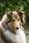 Collie Portrait