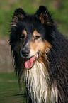 longhaired Collie portrait