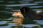 swimming longhaired Collie