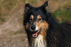 longhaired Collie portrait