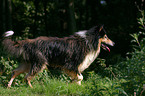 walking longhaired Collie