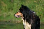 longhaired Collie portrait