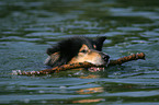 swimming longhaired Collie