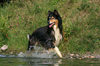 running longhaired collie