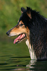 bathing longhaired collie