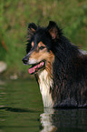 bathing longhaired collie