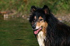 longhaired Collie portrait