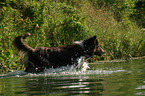 bathing longhaired collie