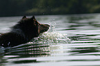 swimming longhaired collie