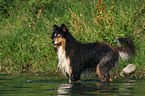 bathing longhaired collie