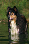 bathing longhaired collie