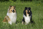 sitting collies