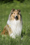 sitting collie