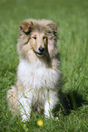 young collie