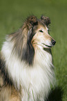 Collie Portrait