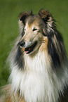 Collie Portrait